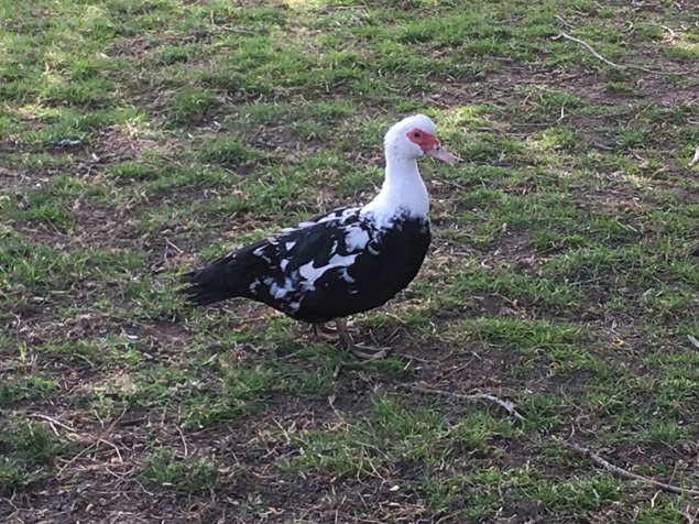 Œufs frais fécondés de cane dinde ou cane de barbarie (canard dinde)