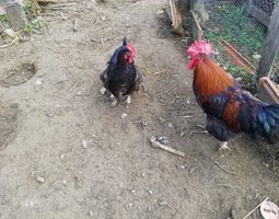 Œufs de marans