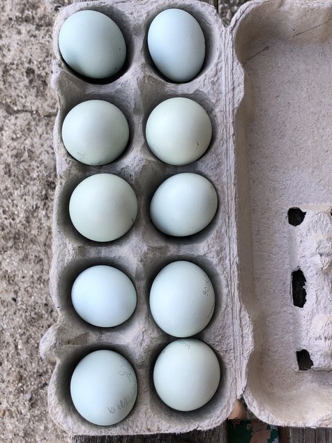 Oeufs bleu pastel