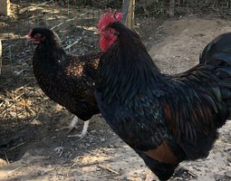 Barnevelder double liseré acajou