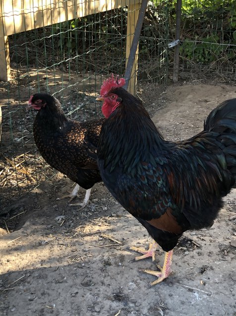 Barnevelder double liseré acajou