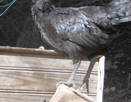 Oeufs de Ayam Cemani pure race, 5 acheté le 6 éme offert.