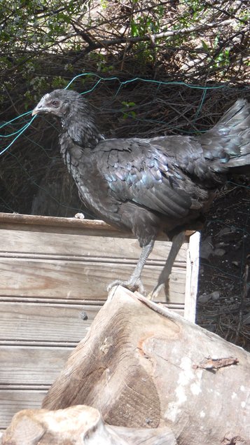 Oeufs de Ayam Cemani pure race, 5 acheté le 6 éme offert.