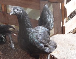 Oeufs de Ayam Cemani pure race, 5 acheté le 6 éme offert.