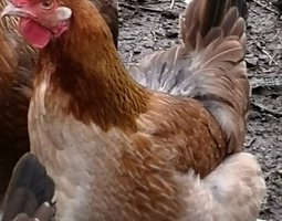 Marrans saumon doré expédition depuis la BELGIQUE