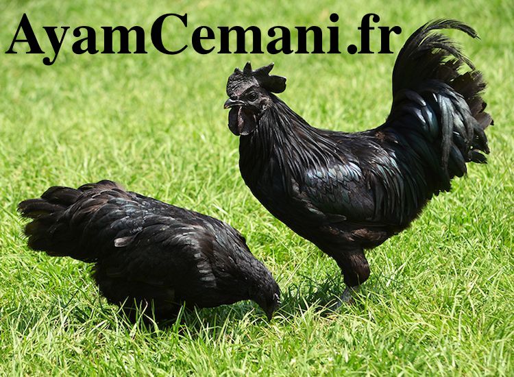 Oeufs Fécondés d'Ayam Cemani CocoEco Oeufs Fécondés d'Ayam Cemani CocoEco