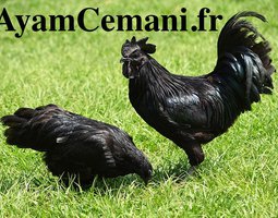 Oeufs Fécondés d'Ayam Cemani