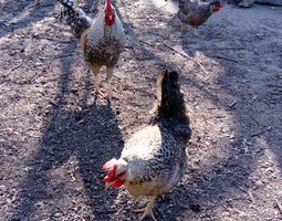 oeufs fécondés verts kaki de Coq Legbar pure raçe  avec poule croisée Legbar Marans (race autosexable)