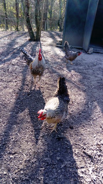 oeufs fécondés verts kaki de Coq Legbar pure raçe  avec poule croisée Legbar Marans (race autosexable)