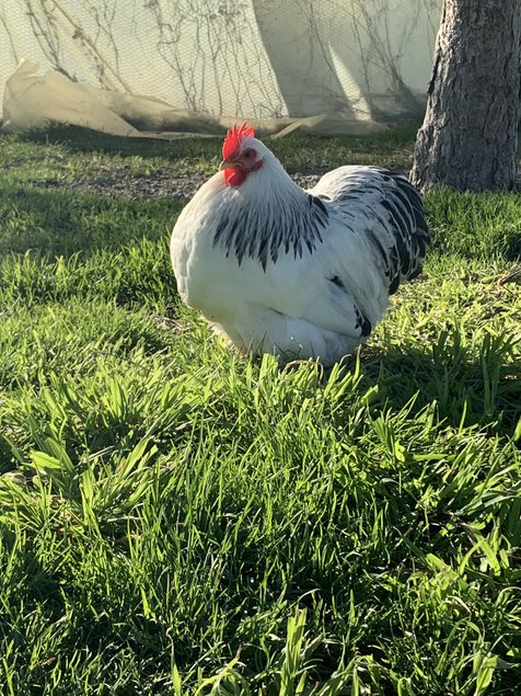 Pekin blanc herminé noir lisse et frisé