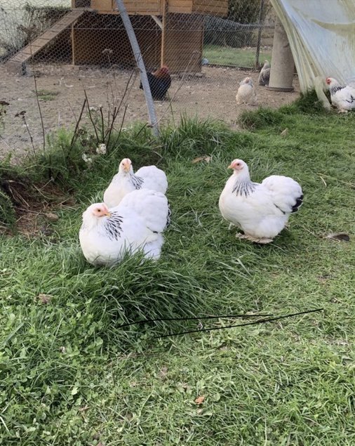 Pekin blanc herminé noir lisse et frisé