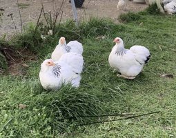 Pekin blanc herminé noir lisse et frisé