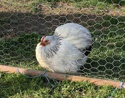 Pekin blanc herminé noir lisse et frisé