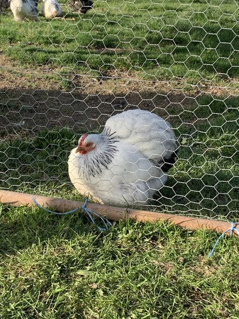 Pekin blanc herminé noir lisse et frisé