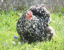Oeufs fécondés de Pékin Caillouté Noir/Bleue
