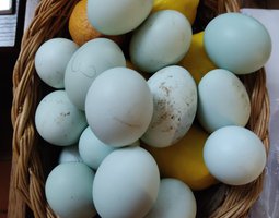 Oeufs Fécondés De Race Azur