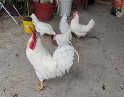 Oeufs Fécondés De Race Azur
