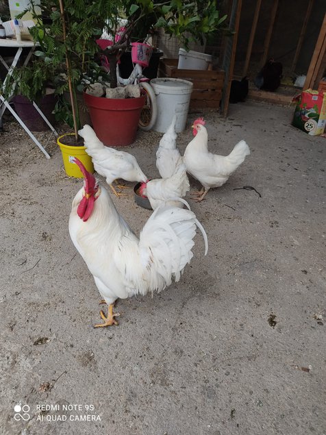 Oeufs Fécondés De Race Azur