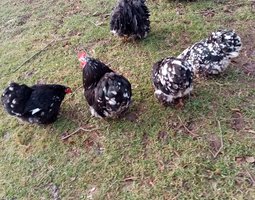 bantam de pékin lisse ou frisé