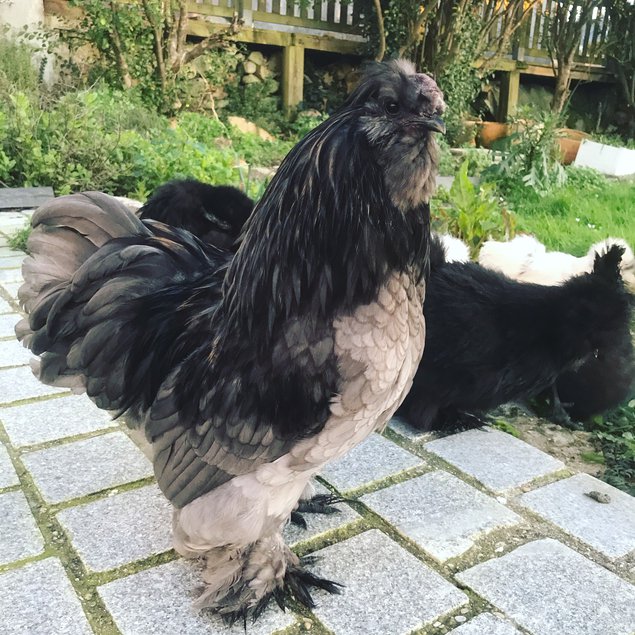 Oeufs Fécondés : Poules Soie / Silkies US