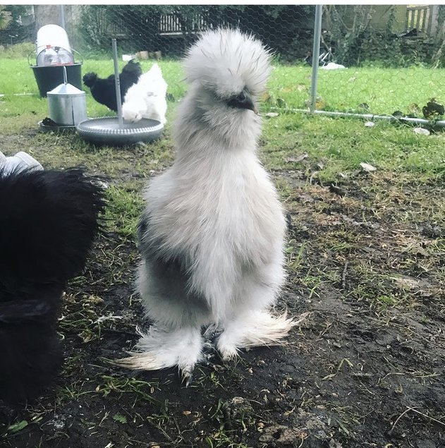 Oeufs Fécondés : Poules Soie / Silkies US