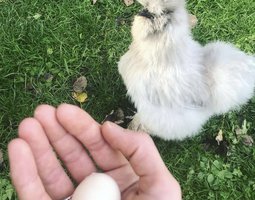 Oeufs Fécondés : Poules Soie / Silkies US