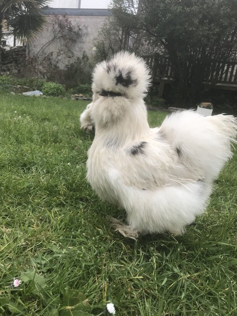 Oeufs Fécondés : Poules Soie / Silkies US