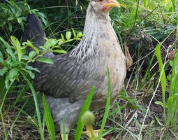 Oeufs Bleus/verts Cream Legbar (race anglaise)