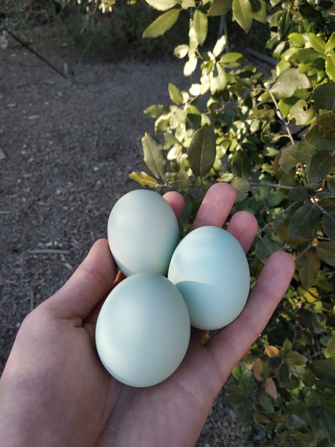 Oeufs Bleu/verts Golden Crele Legbar (race anglaise)