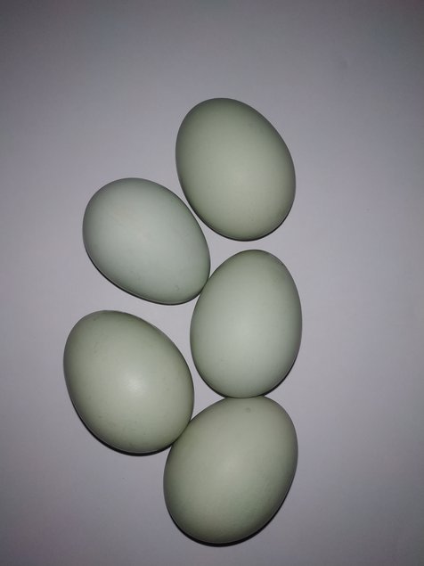 Oeufs Bleu/verts Golden Crele Legbar (race anglaise)