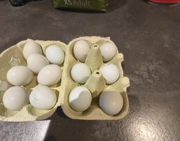 oeufs fécondés bavieres naines