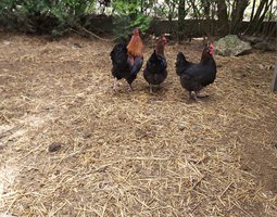 oeufs fécondés de marans NCC bonne souche.