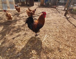 oeufs fécondés de marans NCC bonne souche.