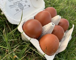 Marans bleu camail cuivré