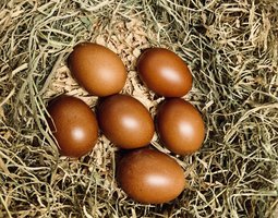 Marans noirs camail cuivré