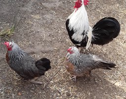 Oeufs fecondés de Dorking (oeufs blancs et bleus)