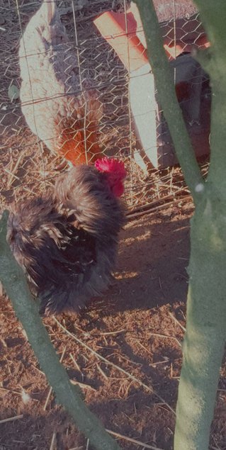 Oeuf Pékin lisse et frisé