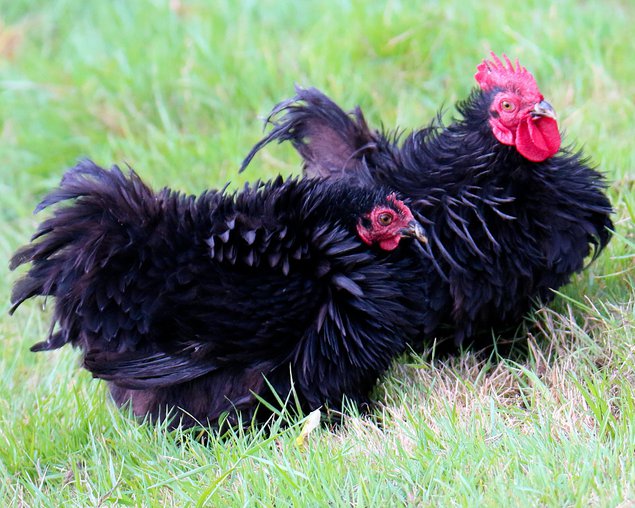 Oeuf Pékin lisse et frisé
