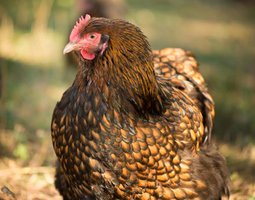 Orpington fauve à liseré (ex ODAL)