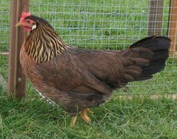 45 oeufs de leghorns dorées pures races + 3 gratuits