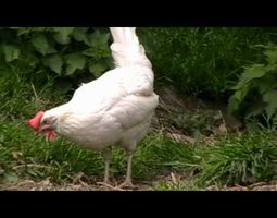 Leghorn blanche race productive oeufs blancs