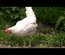 Leghorn blanche race productive oeufs blancs