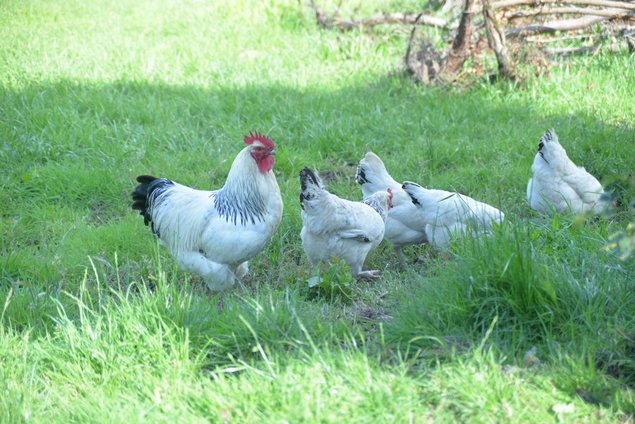 🐣 Œufs fécondés poule pondeuse Sussex herminées 🐣