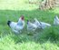 🐣 Œufs fécondés poule pondeuse Sussex herminées 🐣
