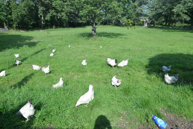 🐣 Œufs fécondés poule pondeuse Sussex herminées 🐣