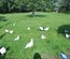 🐣 Œufs fécondés poule pondeuse Sussex herminées 🐣