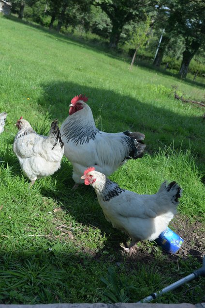 🐣 Œufs fécondés poule pondeuse Sussex herminées 🐣