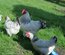 🐣 Œufs fécondés poule pondeuse Sussex herminées 🐣