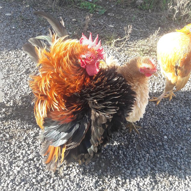 Oeufs de serama malais lisses et frisés