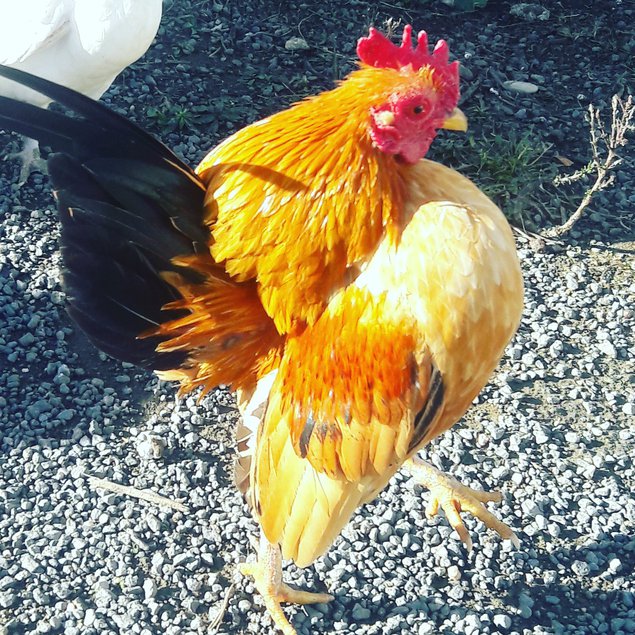 Oeufs de serama malais lisses et frisés